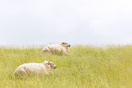 Sheep laying on levee grassの写真素材