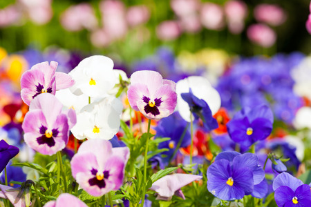 Flowers and blossom in spring -  wonderful colorful picture