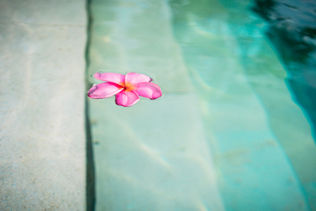 Blossom of Frangipani-Flower floating in poolの写真素材