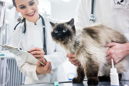 Cat on examination table of veterinarian clinic with two pet doctorsの写真素材