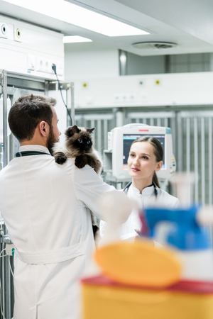 Veterinarians in Intensive Care Unit of pet clinic with cat discussingの写真素材