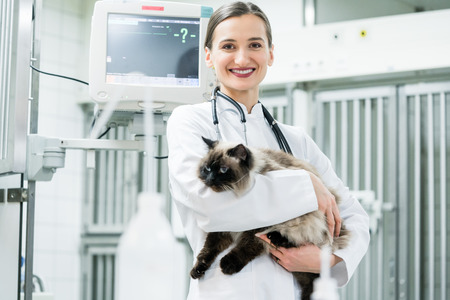 Veterinarian pet doctor holding cat in her animal clinicの写真素材
