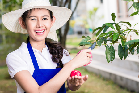Side view portrait of young Asian woman pruning cultivated fruit tree in summerの写真素材