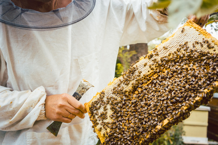 Beekeeper holding honeycomb with bees in his hands looking at itの写真素材
