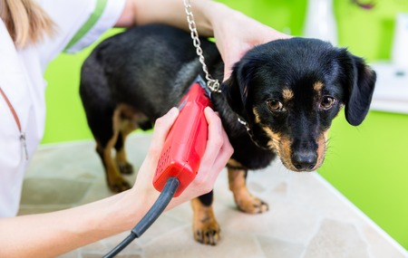 Woman is shearing dog with trimmer in pet grooming parlorの写真素材