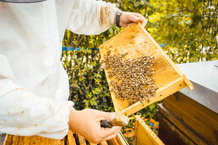 Beekeeper holding honeycomb with bees in his hands looking at it
