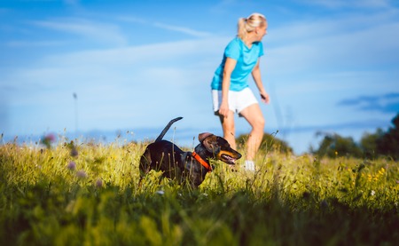 Woman walking her dog on a meadow at summer afternoon