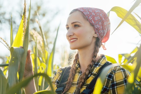 Farmer woman checks out her maize field being satisfiedの写真素材