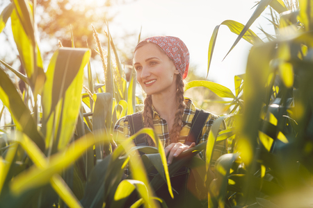 Farmer woman checks out her maize field being satisfiedの写真素材
