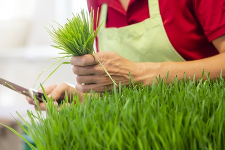 Gardener harvesting wheatgrass with knifeの写真素材