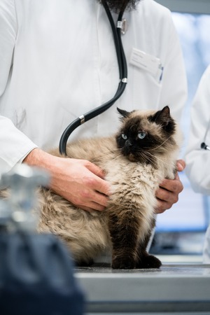 Cat being examined in veterinarian pet clinicの写真素材