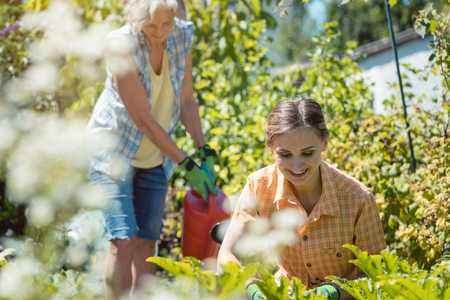 Senior and young woman gardening together in their gardenの写真素材