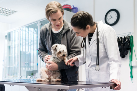 Veterinarian examining cute yorkshire terrier in hospital