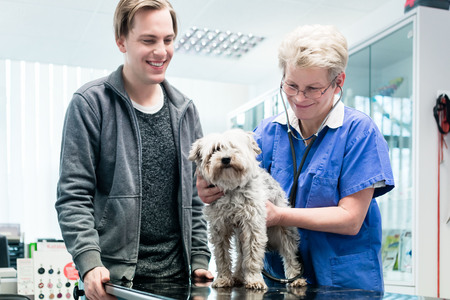 Smiling female doctor examining dog in clinic
