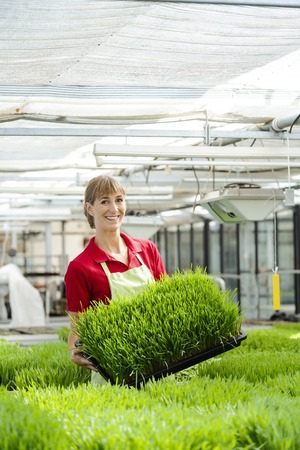 Woman showing wheatgrass in market garden to camera