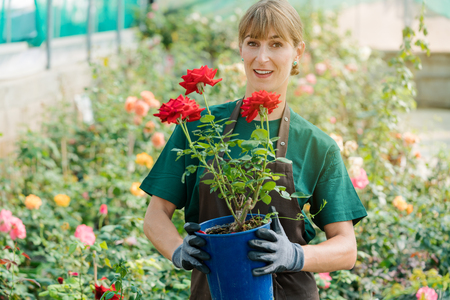 Gardener woman showing rose into the camera standing in hothouseの写真素材