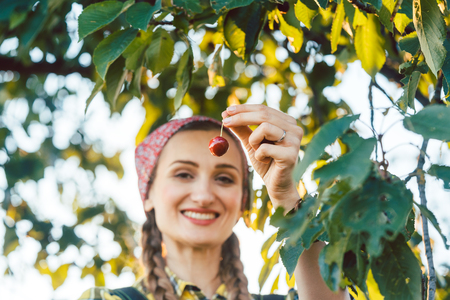 Beautiful farmer woman harvesting cherries from a tree in orchardの写真素材