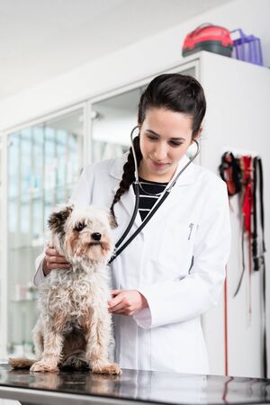 Vet specialist examining sick dog in clinicの写真素材