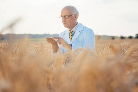 Scientist testing new breed of GMO grain sitting in a test fieldの写真素材
