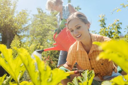Senior woman watering the vegetables while daughter is working in garden, sunny sceneの写真素材