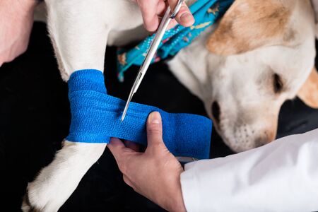 Elevated view of dog getting bandage after injury on his legの写真素材