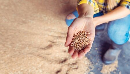 Hand of farmer showing the quality of the wheat grains, close upの写真素材