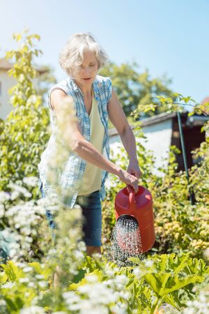 Bestager woman watering the plants in her gardenの写真素材
