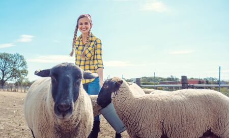 Farmer feeding her farm sheep in the villageの写真素材