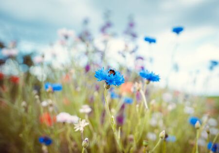 Summer meadow with bee collecting nectar in a corn flower on the fieldの写真素材