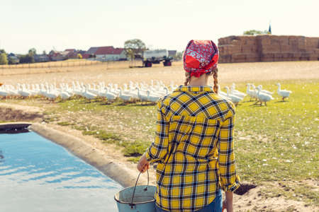 Farmer and farm animals, geese on a meadow being fed