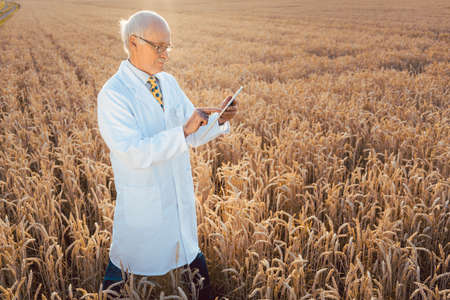Scientist doing field test of new GMO grain for better yield, shot from aboveの写真素材