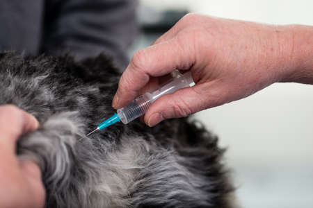 Close-up of a veterinarian giving injection to a sick dogの写真素材