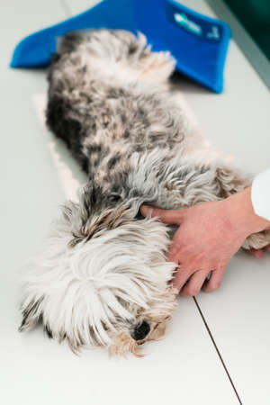 Veterinary holding yorkshire terrier in clinic for check-upの写真素材