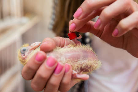 A woman putting a bird ribbon on a pigeon chickenの写真素材
