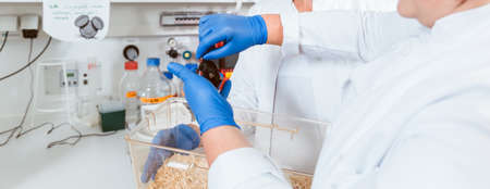 Closeup of two female scientist are holding a lab rat for observation and experimentation in...