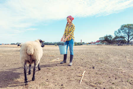 Farmer feeding her farm sheep