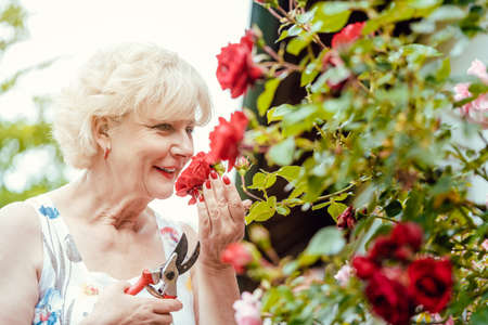 Senior woman gardening cutting her rosesの写真素材