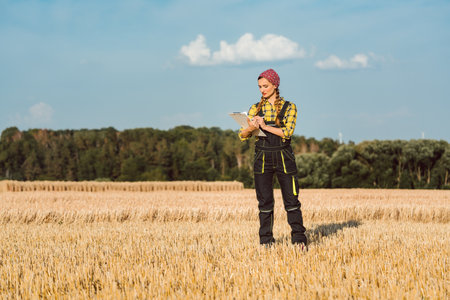 Farmer woman with clipboard on wheat field crunching numbersの写真素材