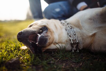 Cheerful labrador retriever dog walks in the park with its owner on a sunny spring day. Young playful dog lays on the green grass on the soil ground. Happy pet conceptの写真素材