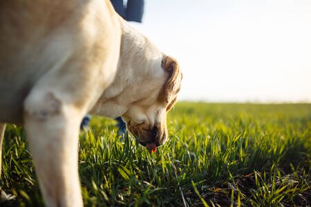 Cheerful labrador retriever dog stands in the field with its owner on a sunny spring day. Young playful dog being active on the green grass. Happy pet conceptの写真素材