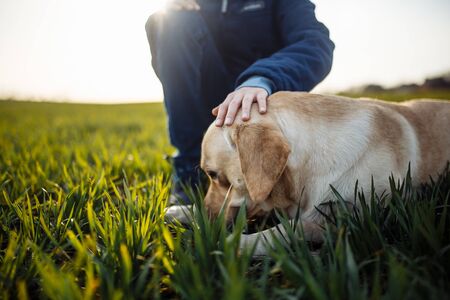 Young boy pets his dog in the green grass field on a bright sunny day. Labrador retriever is being calm and friendly to its owner. Home pet walk conceptの写真素材