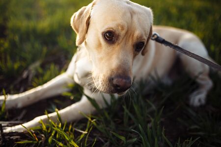 Young labrador retriever lays in a strict dog collar in the green grass field on a bright sunny day. The dog is looking sideway and being calm. Home pets conceptの写真素材
