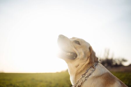 Young labrador retriever sits in a strict dog collar in the green grass field on a bright sunny day....