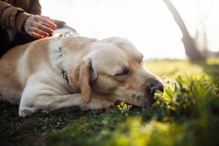 Cheerful labrador retriever dog walks in the park with its owner on a sunny spring day. Young...
