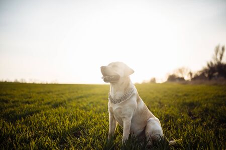 Young labrador retriever sits in a strict dog collar in the green grass field on a bright sunny day....