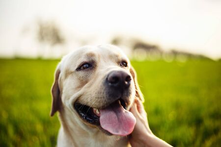 Closeup of a woman's hand pet the happy dog on the green field on the sunset. Cheerful labrador retriever sits on the grass with his owner. Home pet play and walk conceptの写真素材