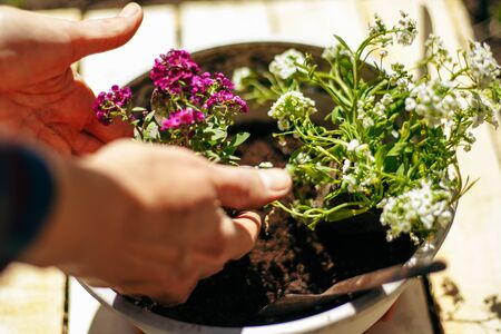 Closeup of woman's hands holding and adjusting two flowers just being transplanted into a pot. Gardener with purple and whote flowers on a sunny day. Horticulture and home garden conceptの写真素材