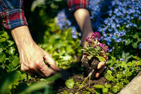 Closeup of woman's hands planting purple flower into the ground in her home garden helping with a trowel. A gardener transplant the plant on a bright sunny day. Horticulture and gardening conceptの写真素材