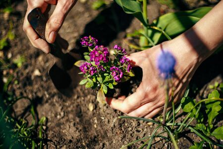 Closeup of woman's hands planting purple flower into the ground in her home garden helping with a trowel. A gardener transplant the plant on a bright sunny day. Horticulture and gardening conceptの写真素材