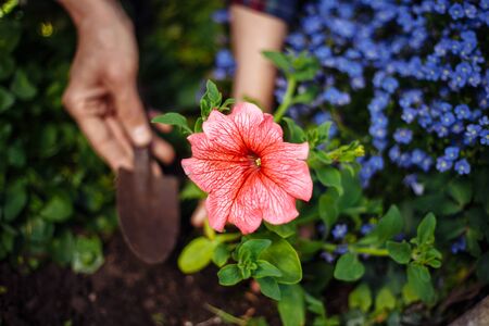 Closeup of woman's hands planting pink flower into the ground in her home garden helping with a trowel. A gardener transplant the plant on a bright sunny day. Horticulture and gardening conceptの写真素材